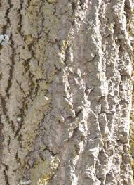 Professional orchardists use whitewash to prevent sunburn in young, newly planted fruit trees to prevent sunburn on young trunks. Why Do People Paint Tree Trunks White Naturehills Com