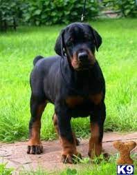 Stephanie's extensive breeding experience and elite pedigree makes her puppies highly sought after. Doberman Puppies For Sale In Florida All You Need Infos