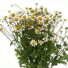 Image result for Feverfew