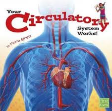 Click on the tags below to. Human Circulatory System Theschoolrun