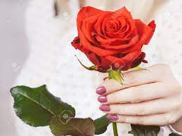 24k gold rose with stable bracket, artificial gold rose with elegant gift box and card, romantic presents for valentine's day, mother's day, anniversary, birthday, christmas. Romance Valentine Day Gifts And Presents Concept Woman Hand Stock Photo Picture And Royalty Free Image Image 73718899