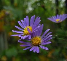 Planting purple flowers in your garden can add rich thematic colors. Ondine S Curse Late Purple Aster Wild Flowers Butterfly Plants Trees To Plant