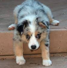 what adorable puppy dog eyes australian shepherds australian shepherd susse tiere
