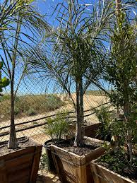 Image result for Syagrus romanzoffiana