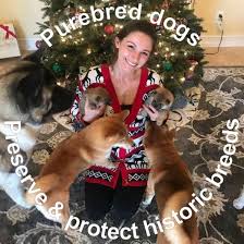 Smells surround the room with gingerbread and apple cider and makes every step closer to an amazing holiday celebration. Absolute Shiba Inus Posts Facebook