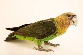 Their head and neck colours are bright gold mixed with dark brown, their backs and wings are dark green, their rumps and underparts bright green. Africa S Most Endangered Parrot Fighting For Survival