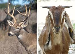 R/arcadefire r/beachhouse r/brokenbells r/chvrches r/flaminglips r/theholdsteady r/modestmouse r/thenational r/radiohead. What S The Difference Between Antlers And Horns Ncpr News