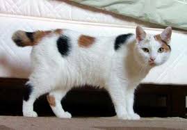 • i found 2 cute colorful stray cats. White Cat With Black And Orange Spots Novocom Top