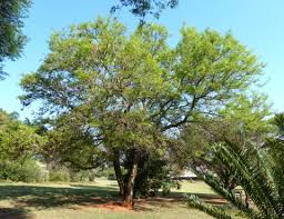 Image result for Acacia nigrescens