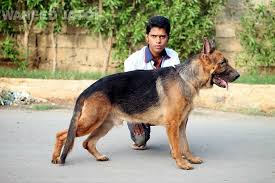 They are great guard dogs. Jarman Sefat Dog Photo Photo Of Dog