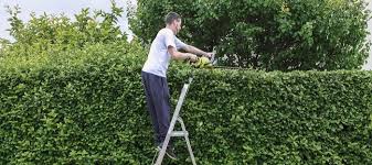 • 1,7 млн просмотров 2 года назад. Now Is The Time To Trim Your Evergreen Hedges Dave S Garden