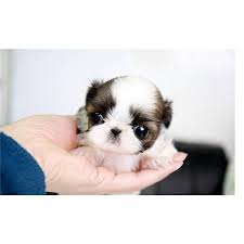 Baby Jazz Precious Teacup Shih Tzu Female Shih Tzu Teacup Shih Tzu Shih Tzu Puppy