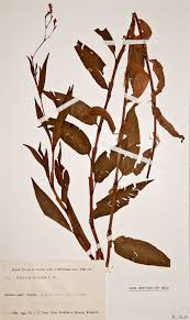 Image result for Persicaria strigosa