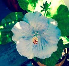 Hibiscus, popular florida plant hibiscus are one of the most widely used plant in landscaping. Growing Hibiscus In Florida Gardens