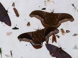 Like A Moth To The Flame Why Moths Are Attracted To Light Moth Flames Light