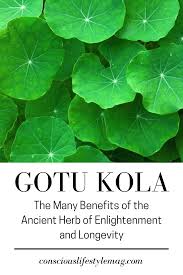 Gotu Kola The Ancient Indian Herb Of Enlightenment And Longevity In 2020 Healing Herbs Herbs Herbalism