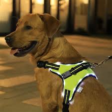 Pin On Dog Harness
