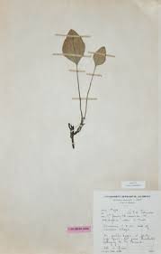 Image result for Helichrysum mechowianum