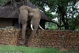 Elephants are the largest land animals on earth and are known for their large ears and long noses. Elephant Carefully Clambers Over 5ft Wall In Attempt To Steal Mangoes Daily Mail Online