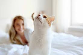 4 monaten war unsere katze zum ersten mal rollig. Meine Katze Pinkelt Ins Bett Was Kann Ich Dagegen Tun