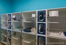 Feline Facilities Cat Hotel Pet Clinic Cat Kennel