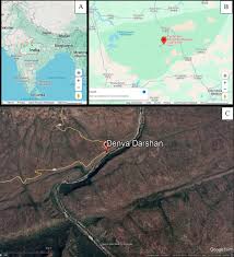 Image result for Actiniopteris pauciloba