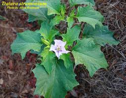 Image result for Datura stramonium