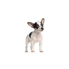 Rat terrier dog breed information, pictures, characteristics & facts. Rat Terrier Puppies Petland Dallas Tx