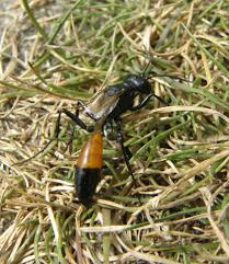 Image result for Polyspatha hirsuta