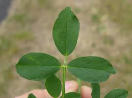 Image result for Medicago laciniata