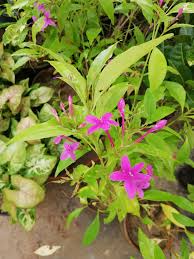 Image result for Eranthemum laxiflorum
