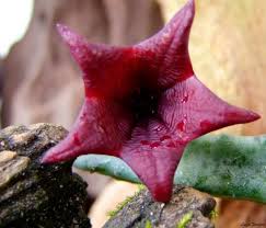 Image result for Tridentea