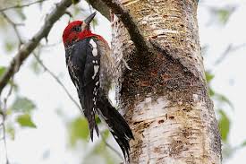 They are black on the back and wings with bars; Bc Breeding Bird Atlas