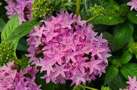 Image result for Pentadiplandra