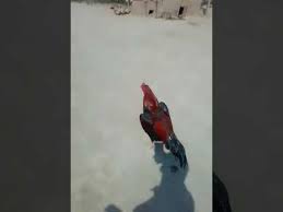 Aseel patha fight #foryoupage #aseelmurgalover #aseelmurgalover🐓 #foryou #crew07 #viral #famous. In The Heart Of The Sea Interview Chris Hemsworth Youtube