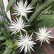 Image result for Hypericophyllum