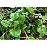 It's never had bug problems. Plectranthus Purple Swedish Ivy Trailing 1 Plant 3 Pots Buy Online In Angola At Angola Desertcart Com Productid 100121951