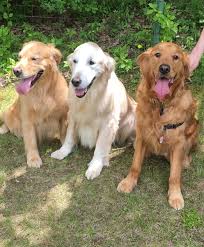 Maine Golden Retriever Club