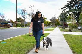 You can skip the puppy program and start with the more comprehensive basic training. Puppy Board And Train Rooted Dog Training I Los Angeles Dog Training Dog Obedience Training Puppy Training