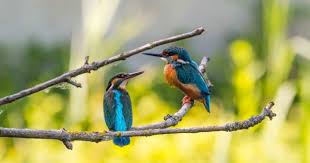 Karena ukuran tubuhnya yang kecil, burung jenis burung peliharaan di rumah ini dapat dijinakan dengan mudah dengan perawatan yang benar. 7 Burung Peliharaan Yang Bisa Membawa Keberuntungan Popmama Com