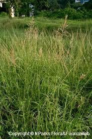 Image result for Bothriochloa bladhii