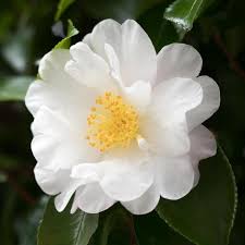 Pin On Flower Power