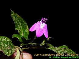 Image result for Ecbolium clarkei