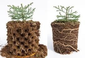 It is a natural growing technique that allows dry air to reach root tips which stops roots from extending beyond their container. Diy Air Prune Beds Grow Hundreds Of Healthy Rooted Trees In A Tiny Footprint 7th Generation Design