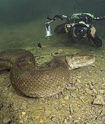 Anaconda Scary Animals Anaconda Snake Nature Animals