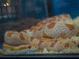 As owners, there are some practical things we can do to ensure they live longer and healthier lives. How Long Do Corn Snakes Live In Captivity Embora Pets