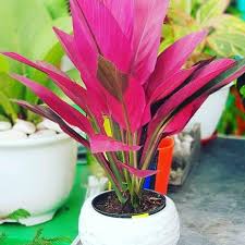 Kalau kamu tertarik, simak 9 rekomendasi jenis tanaman hias daun tercantik sekaligus harganya di bawah ini, yuk! Harga Tanaman Hias Terbaik Taman Perlengkapan Rumah Juli 2021 Shopee Indonesia