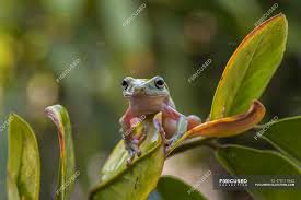 Las ranas arbóreas blancas son nativas de australia e indonesia, pero también se pueden encontrar en nueva guinea y nueva las ranas arbóreas blancas pueden vivir entre 15 y 20 años indonesian white tree frog rana arborícola blanca indonesia (litoria caerulea). White S Tree Frog On A Leaf Indonesia Front View No People Stock Photo 470117542