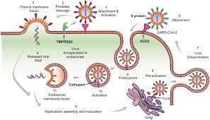 Frontiers Covid 19 The Emerging Immunopathological Determinants For Recovery Or Death Microbiology