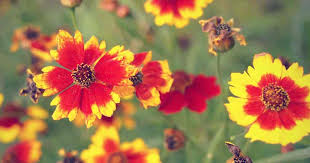This compact plant blooms all summer long. Coreopsis Flower Care Growing Coreopsis In Your Landscape